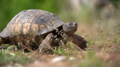Closeup of Greek Tortoise Walking Through Frame Stock Footage 154197233