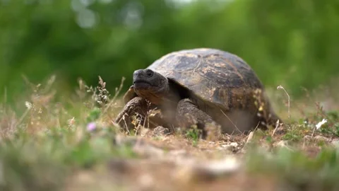 Closeup of Greek Tortoise Watching Then Start Walking Stock Footage