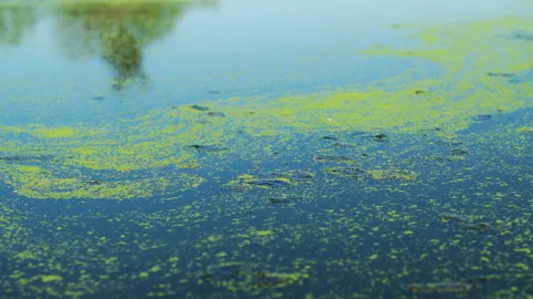 Closeup of green algae floating on the top of a lake Stock Footage 131532627