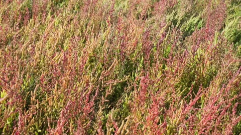 Closeup of green and red colored samphire or salicornia plants in autumn Stock Footage 252201100