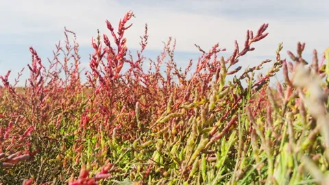 Closeup of green and red colored samphire or salicornia plants in autumn Stock Footage 259033471