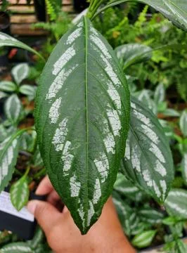 Closeup of the green and silver leaf of Strobilanthes Dot Matrix Persian Shie Fotos de archivo