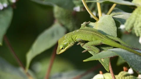Closeup of  green anole lizard Stock-Footage 250122331