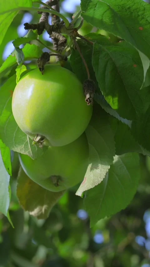 Closeup Green Apples On Branches Swaying In Wind With Leavesю  Vertical Video 库存影片 342054152