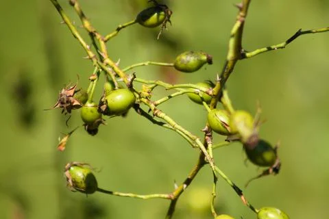 Closeup of green apples on tree with selective focus on foreground Stock Photos