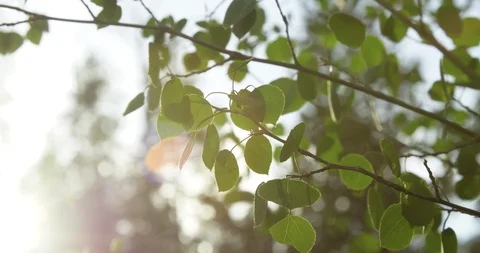 Closeup of green aspen tree leaves during summer rustling in wind Stock Footage 122995983