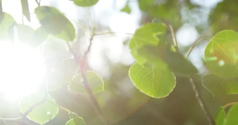 Closeup of green aspen tree leaves at sunset in summer Stock Footage 122996142