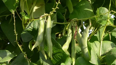 Closeup green bean pod string leaves move wind garden Stock Footage 20500916