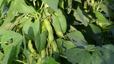 Closeup of green bean string leaf move wind garden Stock Footage 16755076