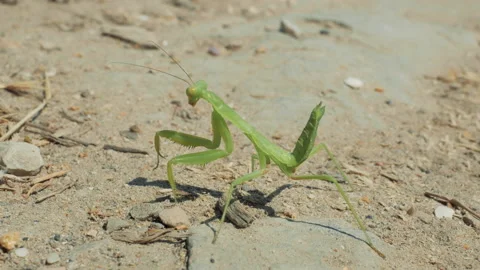 Closeup of green big mantis on the sand, Crimea peninsula Stock-Footage 160105168