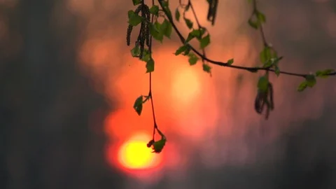 Closeup of the green branch of a tree against the rising sun. Variable focus. Video stock 103661884