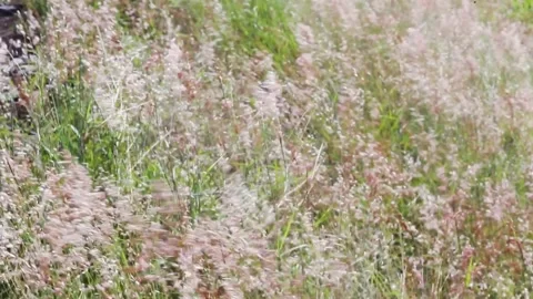 Closeup of the green-brown foxtail grass swaying in the air Stock Footage 165438769