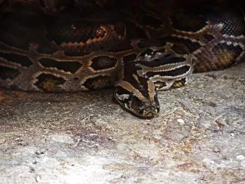 Closeup Green Burmese Python Coiled on The Ground Stockfoto's