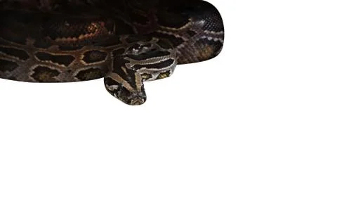 Closeup Green Burmese Python Isolated on White Background, Clipping Path Stock Photos