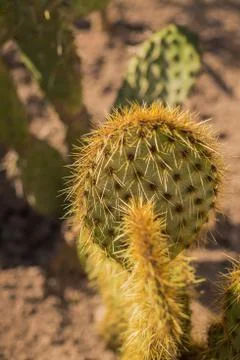 Closeup green cactus with needles pattern on sand background. Big cactus in Foto stock