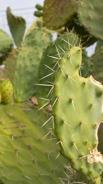 Closeup of green cactus pad with sharp spines Stock Photos
