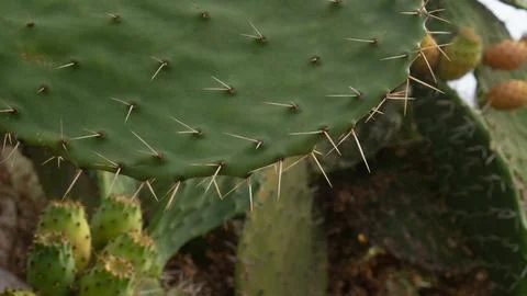 Closeup of green cactus pad with sharp spines Stock Photos