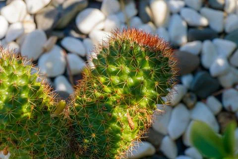 Closeup of green cactus with sharp spines and red tips growing among decora.. Foto stock