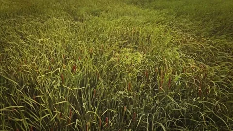 Closeup of Green Cattails (Typha) Swaying in the Wind in a Wetland Marsh on a Stock Footage 343321810