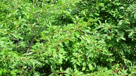 Closeup of green cherry tree fluttering in the wind Stock Footage 53244455
