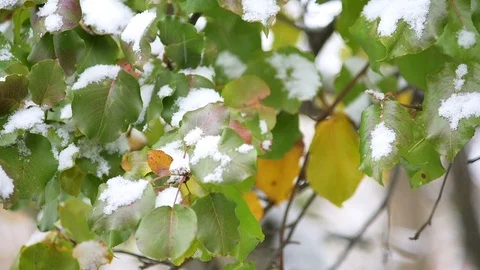 Closeup of green cherry tree leaves during winter snow flakes falling Stock Footage 98616525