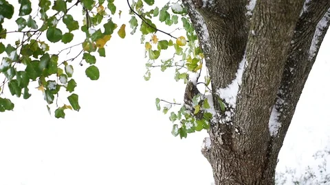 Closeup of green cherry tree leaves during winter snow falling, trunk Stock Footage 98616551