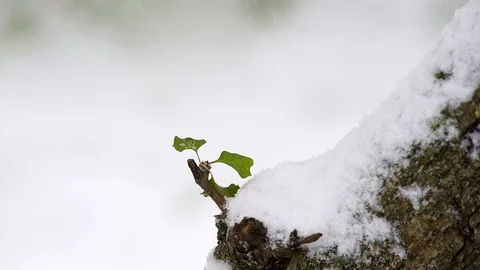 Closeup of green cherry tree leaves bud during winter snow, trunk Stock Footage 98616564
