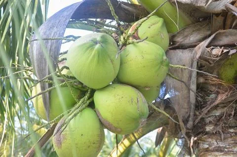 Closeup Green coconuts on the tree at the garden Stock Photos