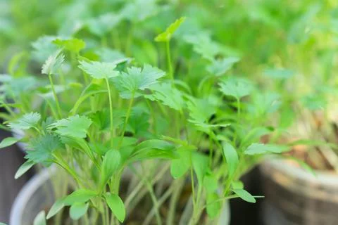 Closeup green coriander vegetable plant in plastic glass, Selective focus Stock Photos