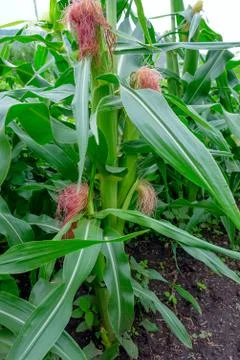 Closeup green Corn cobs growing in the field. Stock Photos