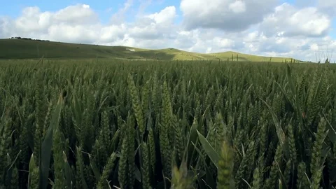 Closeup of green corn. Stock Footage 78701994