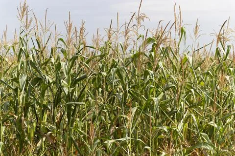Closeup of a green cornfield with maize 库存照片