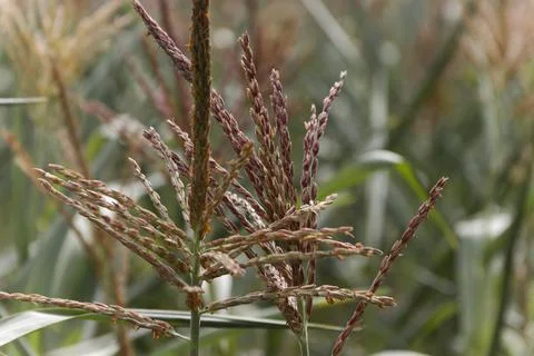 Closeup of a green cornfield with maize 库存照片