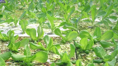 Closeup green cos leaf in farm Stock Footage 250308481