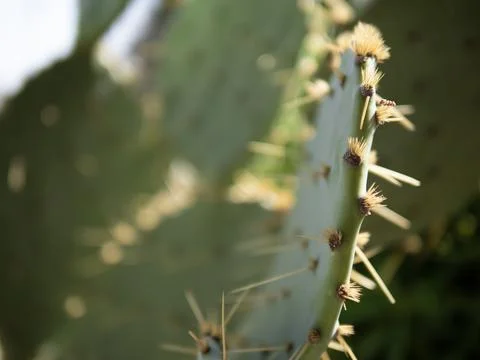 Closeup of a green Eastern prickly pear cactus with yellow thorns Stock Photos
