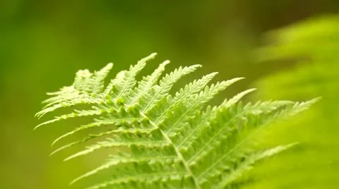 Closeup of a green fern leaf Stock Footage