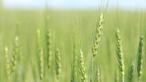 Closeup of green field wheat ears on wind - Shallow focus depth Stock Footage 84561825