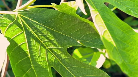 Closeup of a green fig leaf swaying gently in sunlight Stock-Footage 341906937