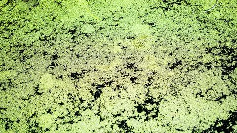 Closeup of green floating algae and dirt on stagnant river water in summer Stock Photos