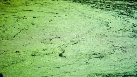 Closeup of green floating algae and dirt on stagnant river water in summer 스톡 사진