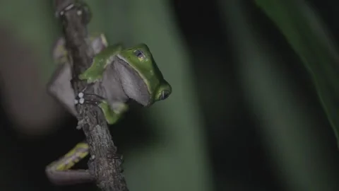 Closeup to green frog 스톡 동영상 147869393