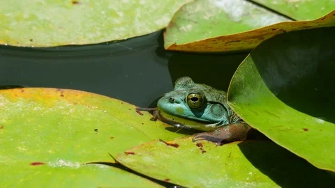 Closeup of green frog perched on lily pad Video stock 77841896