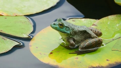 Closeup of green frog perched on lily pad Video stock 77841955