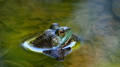 Closeup of green frog in pond Stock Footage 91553647