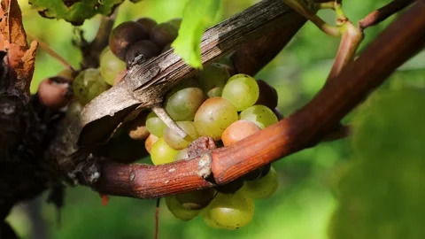 Closeup of a green grape cluster moving gently in the breeze among grapevin.. Stock Footage 340269826