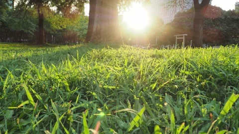 Closeup green grass against sunlight Stock Footage 133792530