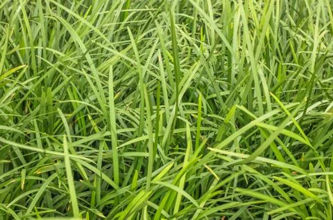 Closeup of Green grass background texture Stockfoto's