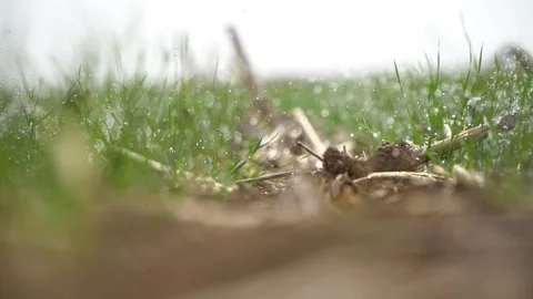 A closeup of a green grass with a blurred background Stock Footage 255018108