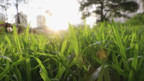 Closeup of green grass in bright sunlight at sunrise or sunset Stock Footage 341930581