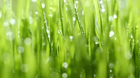 Closeup of green grass field with falling water drops Stock Footage 280151692